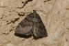 Thera cognata
